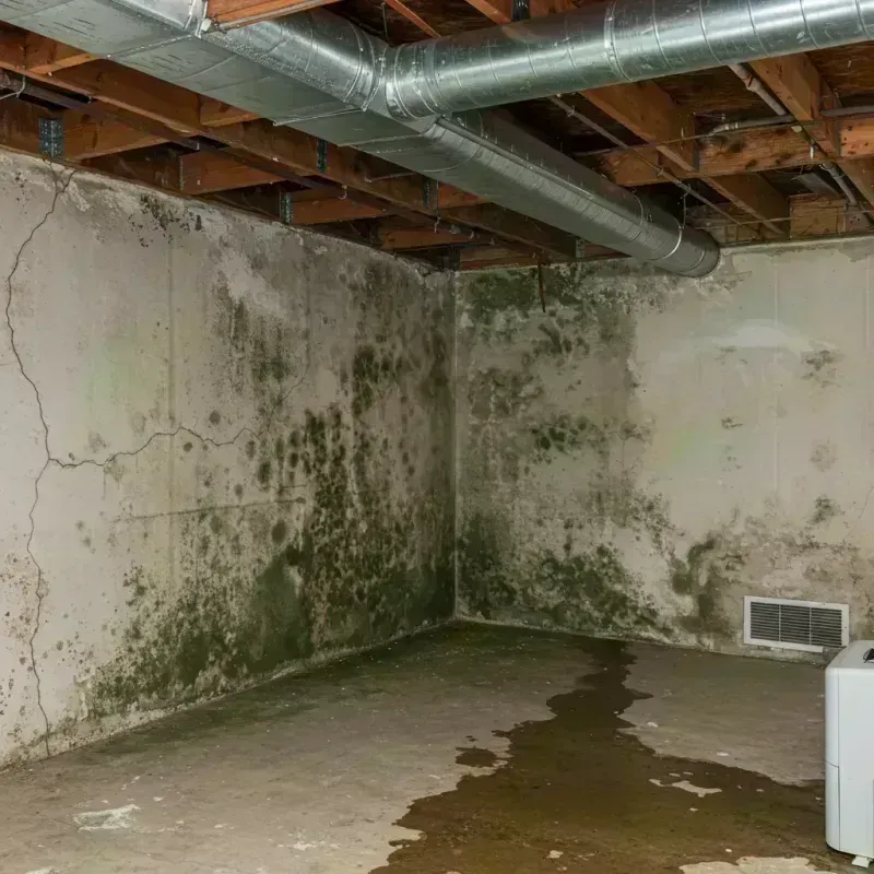 Professional Mold Removal in Hartwell, GA